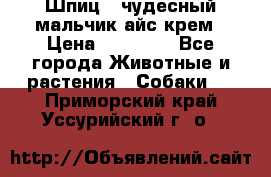 Шпиц - чудесный мальчик айс-крем › Цена ­ 20 000 - Все города Животные и растения » Собаки   . Приморский край,Уссурийский г. о. 